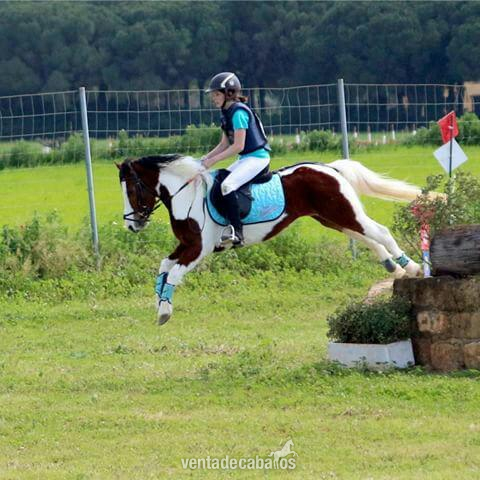 Conjunto mestizo (Shetland Pony) {TYPE}