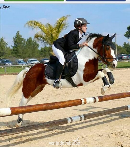 Ponis Pony Club Conjunto mestizo (Shetland Pony) - Vendo pony B de completo