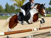 Vendo pony B de completo
