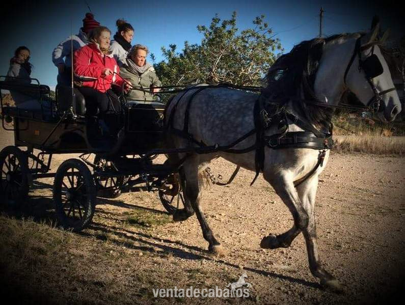 Se vende caballo español  in 