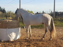 Se vende caballo español 