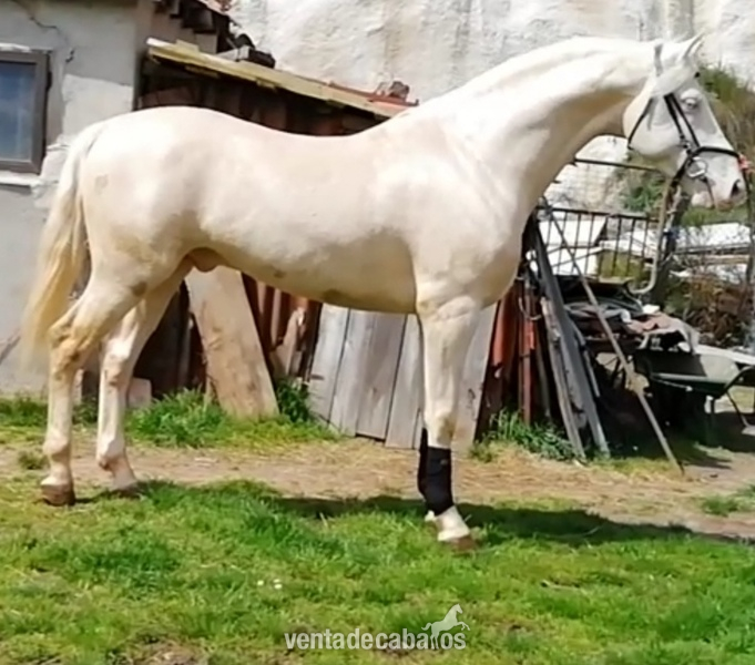 Se vende potro albino  in 