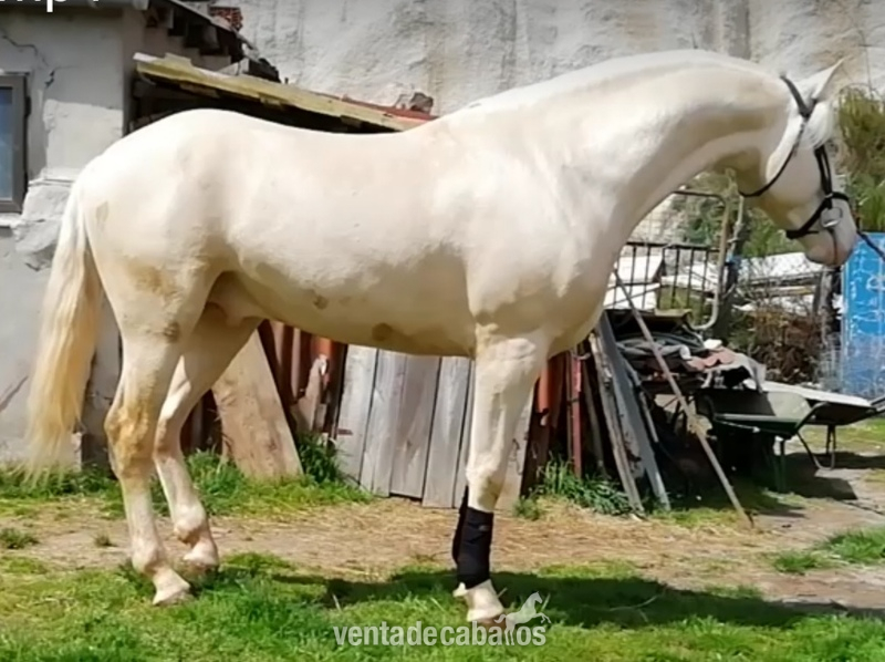 Lusitano
