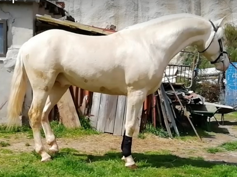 Lusitano