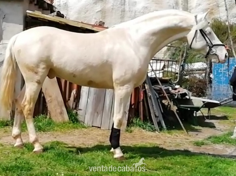 Lusitano {TYPE}