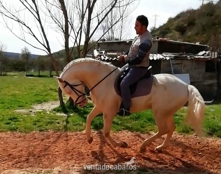 Potros Lusitano - Se vende potro albino 