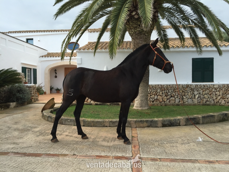 Lusitano {TYPE}