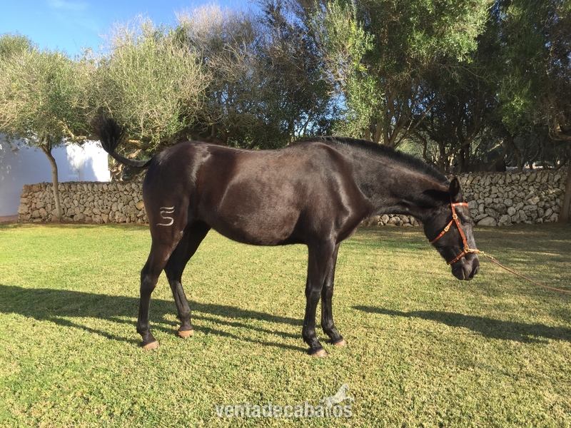 Yeguas Lusitano - Yegua lusitana, Haisa de Binisafua