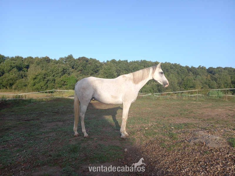 Vendo yegua PRà in 