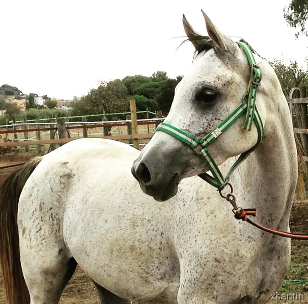 YEGUA ARABE 6 AÑOS Y MAGNIFICOS ORIGENES in 