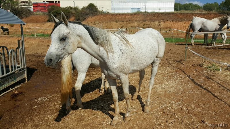 Arabe