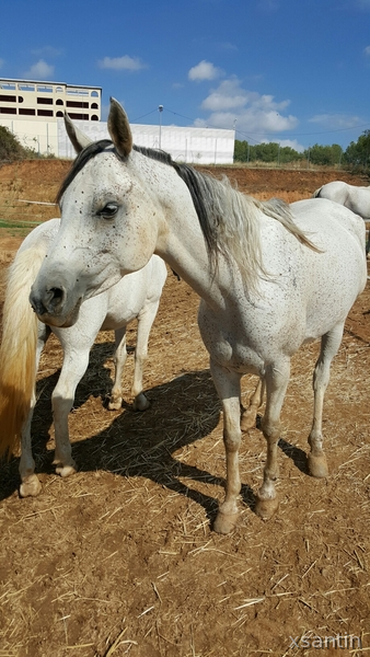 Arabe {TYPE}