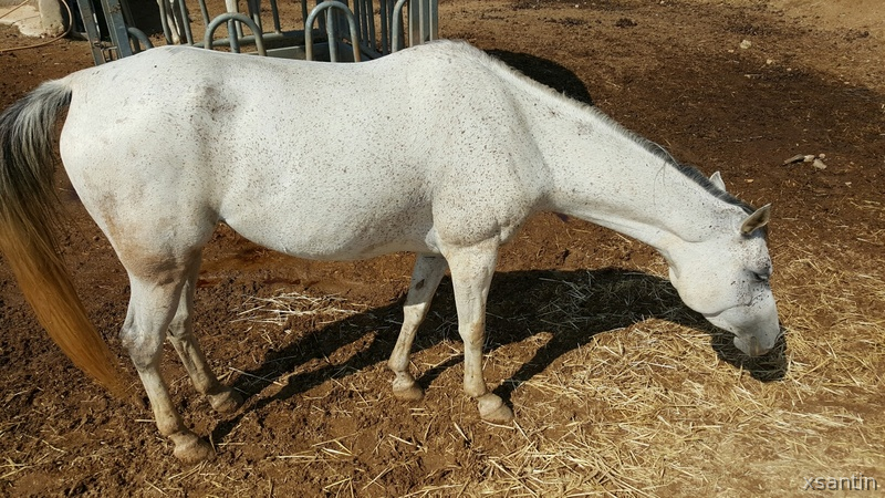 Caballos Árabes Arabe - YEGUA ARABE 6 AÑOS Y MAGNIFICOS ORIGENES
