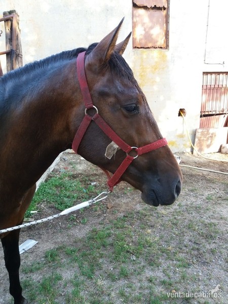 Caballos Pura Raza Española (P.R.E.) Pura Raza Española - Potro PRE 3 años
