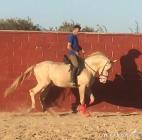 Caballos Pura Raza Española (P.R.E.) PRE - SEMENTAL PRELINO PRE