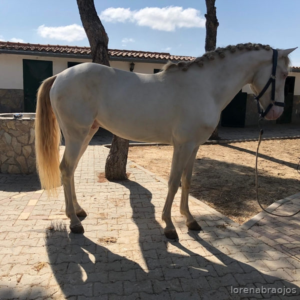 Potro hispano-luso albino in 