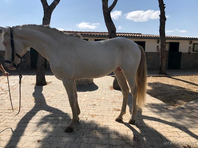 Lusitano