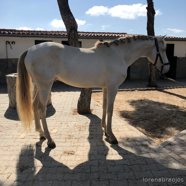 Lusitano {TYPE}