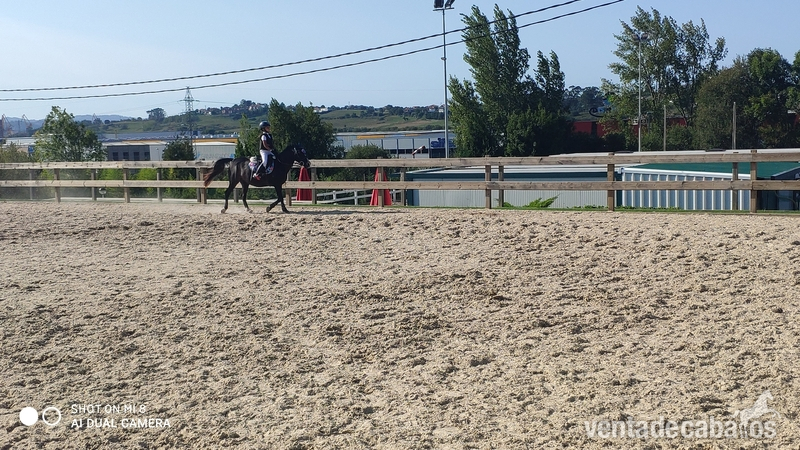 Pony B hembra in 