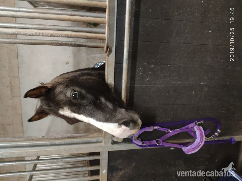 Ponis Pony Club Welsh-cruzada - Pony B hembra