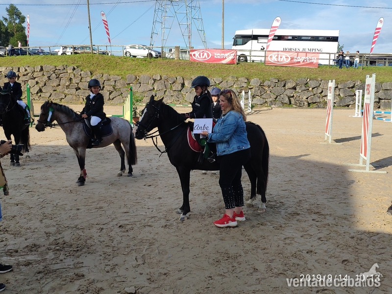 Pony B hembra - Ponis Pony Club Welsh-cruzada