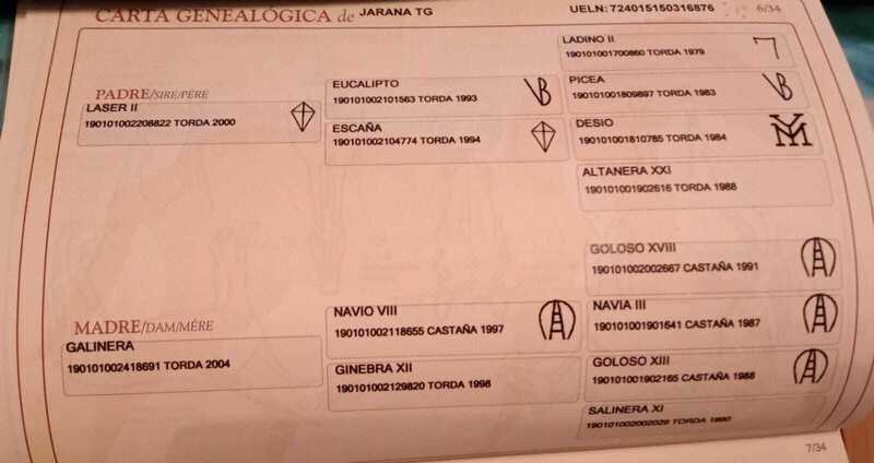 Pura Raza Española {TYPE}