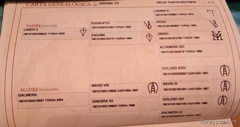 Pura Raza Española {TYPE}
