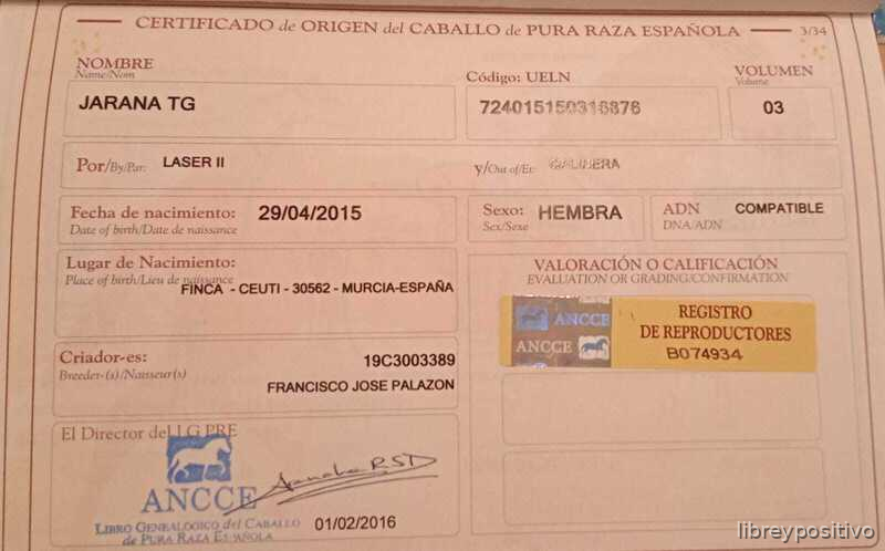 Caballos Pura Raza Española (P.R.E.) Pura Raza Española - OCASIÓN!! Se vende yegua P.R.E. con C.A.C