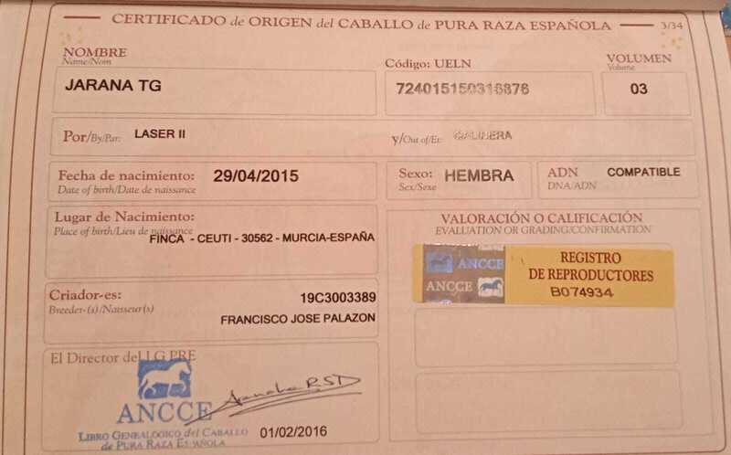 Caballos Pura Raza Española (P.R.E.) Pura Raza Española - OCASIÓN!! Se vende yegua P.R.E. con C.A.C