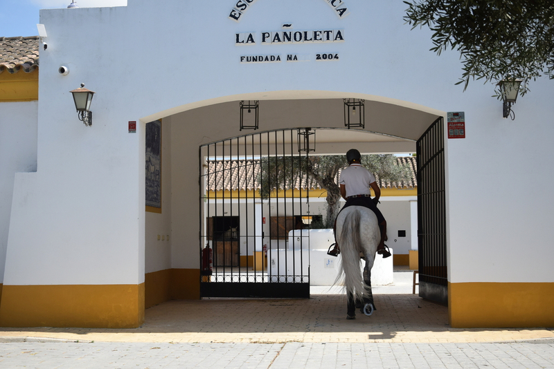  Caballo entero, raza española, hierro de Nadales, tordo, 8 años. Nivel San Jorge, mejor carácter imposible