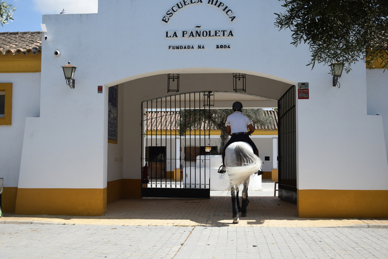 Caballo entero, raza española, hierro de Nadales, tordo, 8 años. Nivel San Jorge, mejor carácter imposible - Caballos Pura Raza Española (P.R.E.) in 