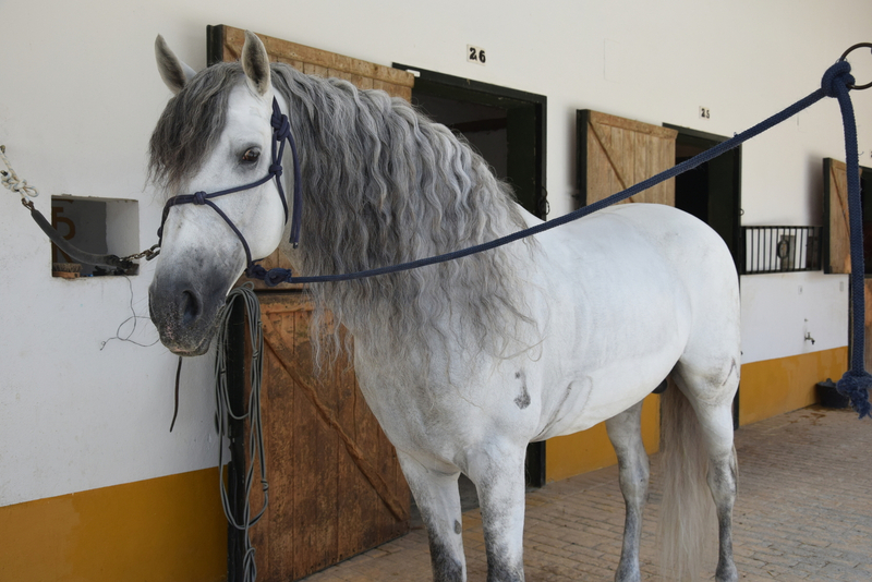 Caballo entero, raza española, hierro de Nadales, tordo, 8 años. Nivel San Jorge, mejor carácter imposible in 