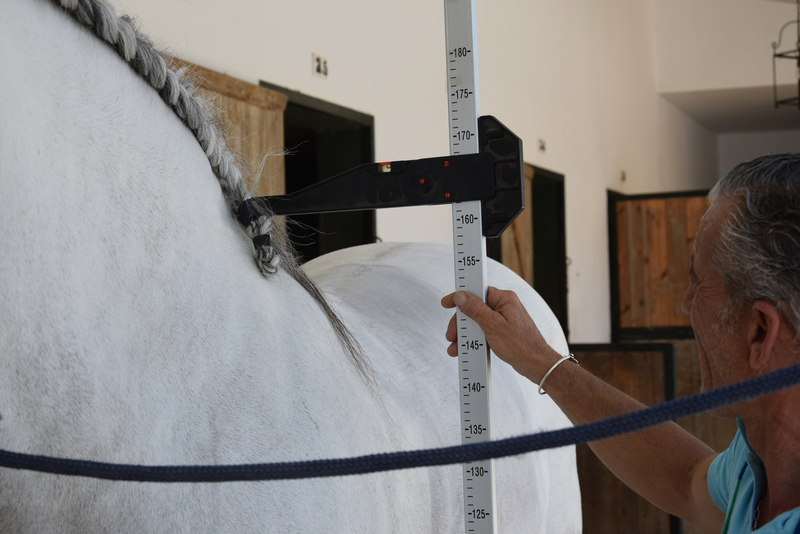 Caballos Pura Raza Española (P.R.E.) Pura Raza Española - Caballo entero, raza española, hierro de Nadales, tordo, 8 años. Nivel San Jorge, mejor carácter imposible