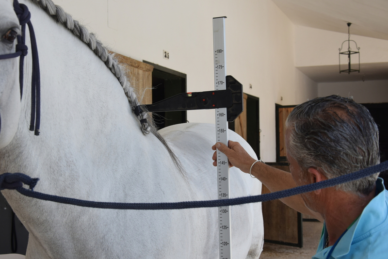 Caballo entero, raza española, hierro de Nadales, tordo, 8 años. Nivel San Jorge, mejor carácter imposible - Caballos Pura Raza Española (P.R.E.) Pura Raza Española