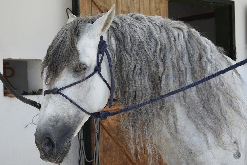 Caballo entero, raza española, hierro de Nadales, tordo, 8 años. Nivel San Jorge, mejor carácter imposible - Pura Raza Española