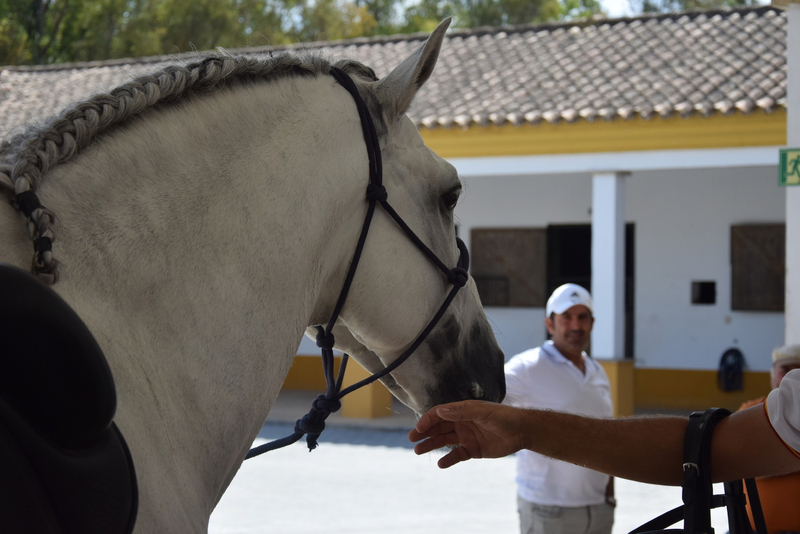 Caballo entero, raza española, hierro de Nadales, tordo, 8 años. Nivel San Jorge, mejor carácter imposible - Caballos Pura Raza Española (P.R.E.)