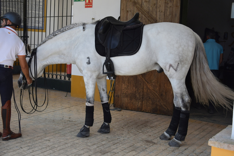 Caballo entero, raza española, hierro de Nadales, tordo, 8 años. Nivel San Jorge, mejor carácter imposible