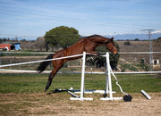 POTRO DE SALTO