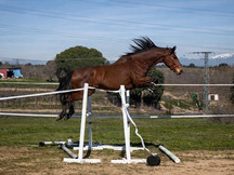 POTRO DE SALTO