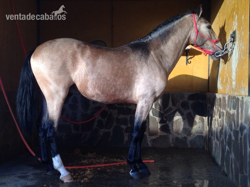 Caballo bayo entero in 
