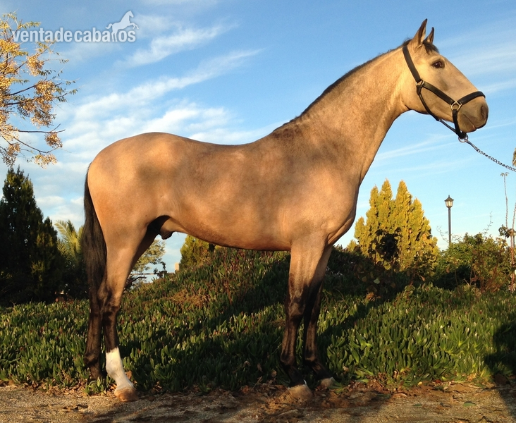 Lusitano