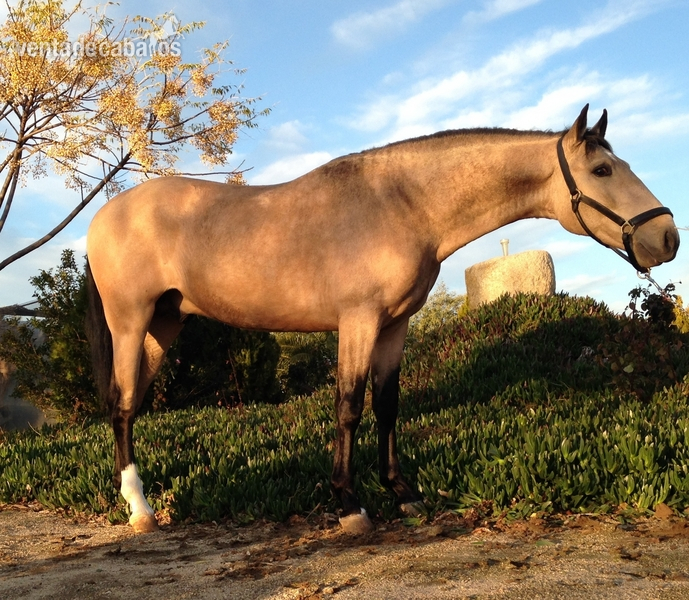 Lusitano {TYPE}