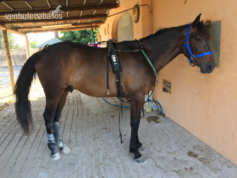 Caballo troton Frances in 