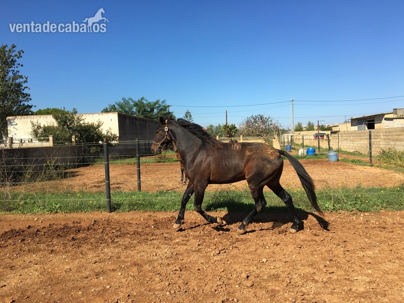 Caballos Enteros Trotón Francés - Caballo troton Frances