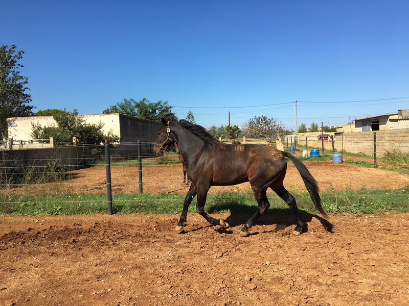 Caballos Enteros Trotón Francés - Caballo troton Frances