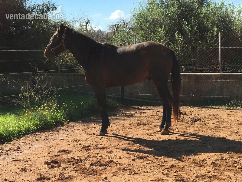 Caballo troton Frances - Caballos Enteros Trotón Francés