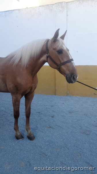  Canela | Yegua Lusitana 