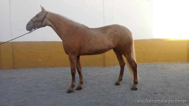 Canela | Yegua Lusitana  in 