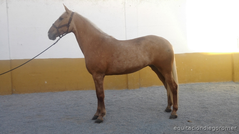 Lusitana