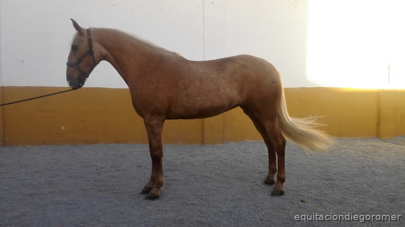 Lusitana {TYPE}